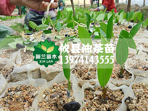 田间的管理