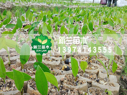 田间的管理