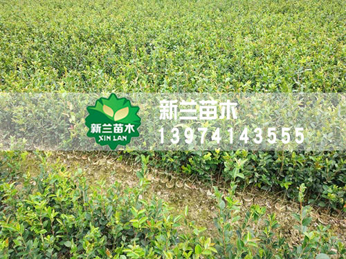 一年生轻基质油茶苗