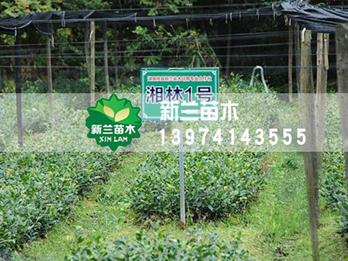 湘林1号