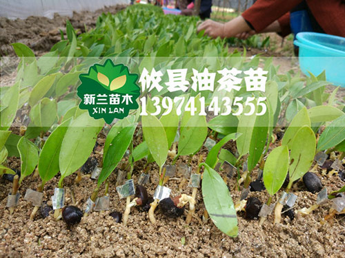 田间的管理