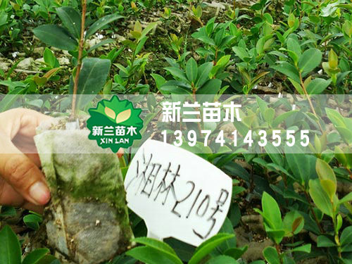一年生轻基质油茶苗1