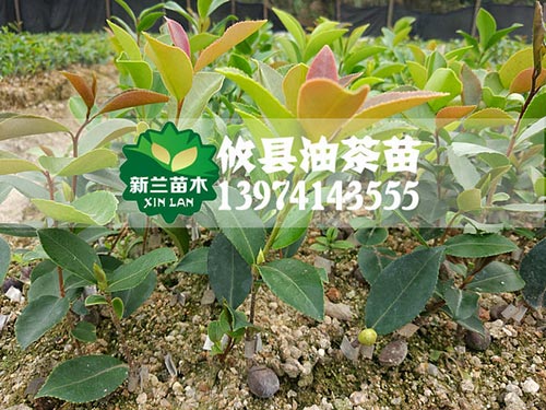 长林55号