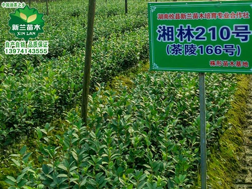 一年生轻基质油茶苗2
