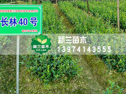 长林40号