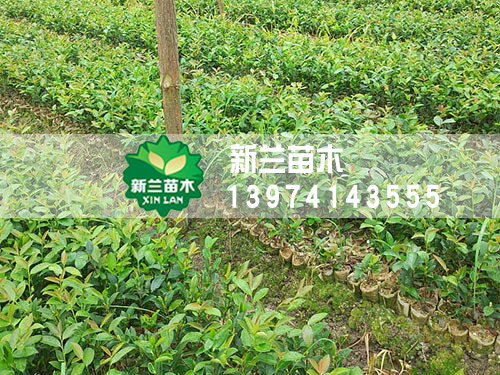 一年生轻基质油茶苗3