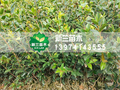 一年生轻基质油茶苗4