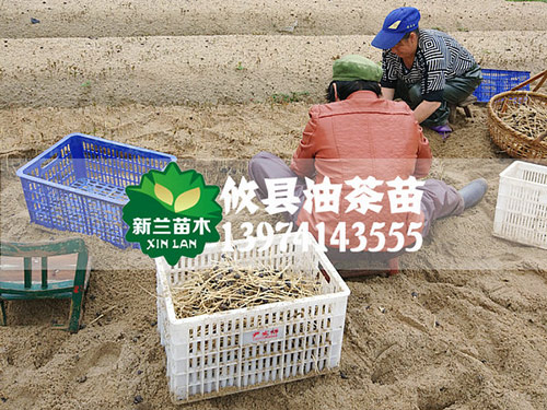 田间的管理