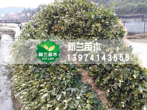 装车打包