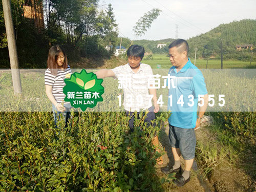 湖南衡阳客户
