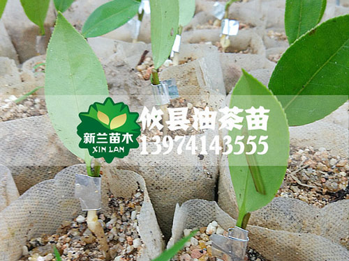 田间的管理