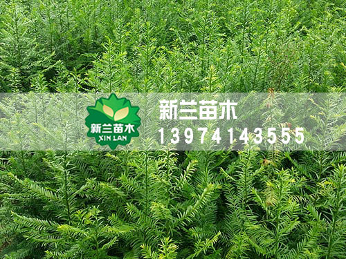 红豆杉