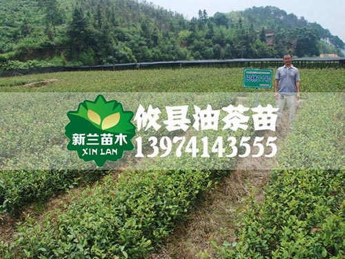 一年裸根苗基地