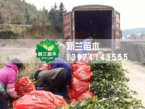 装车打包