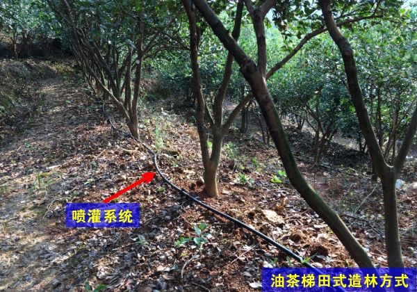 油茶梯田式种植