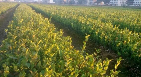 油茶苗种植前景、价格