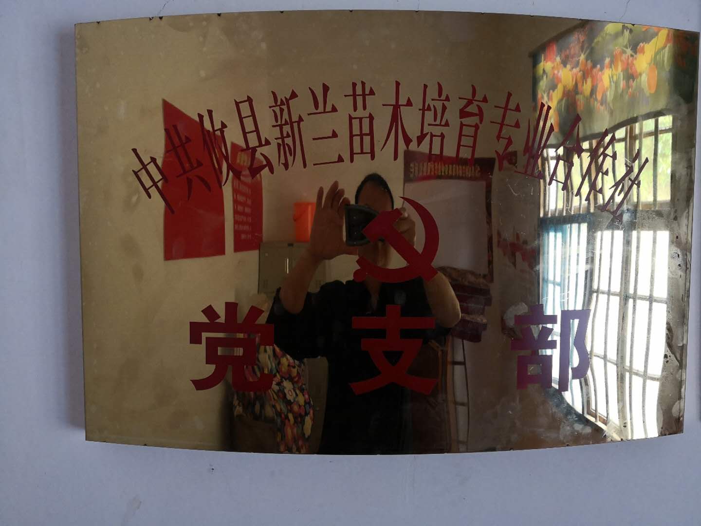 湖南油茶苗批发基地