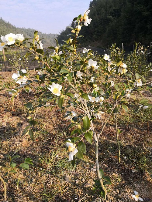 湖南油茶苗批发基地