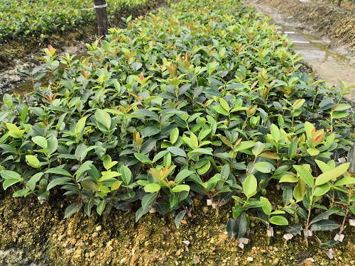 湖南油茶苗批发基地