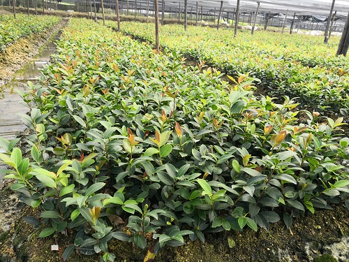 湖南油茶苗批发基地