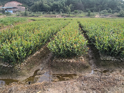 湖南油茶苗批发基地