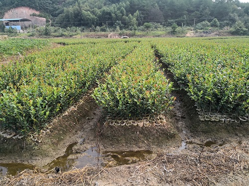 湖南油茶苗批发基地