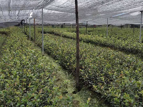 攸县油茶苗