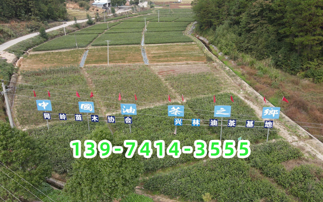 油茶苗_油茶苗基地批发_油茶苗价格-攸县兴林油茶育苗专业合作社（二号基地）