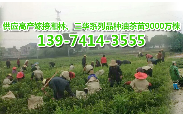 油茶苗_油茶苗基地批发_油茶苗价格-攸县兴林油茶育苗专业合作社（二号基地）