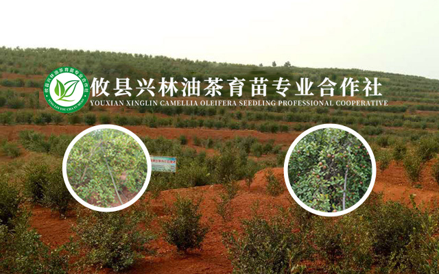油茶苗_油茶苗基地批发_油茶苗价格-攸县兴林油茶育苗专业合作社（二号基地）